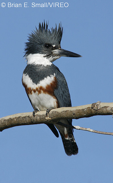 Belted Kingfisher